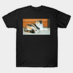 Cattitude T-Shirt